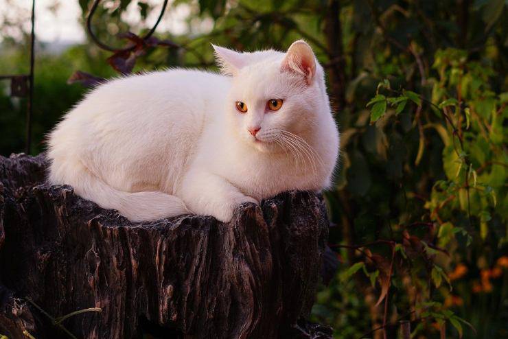 I colori del pelo del gatto