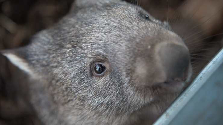 wombat curiosita