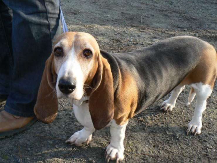 Adottare un Basset Artésien Normand