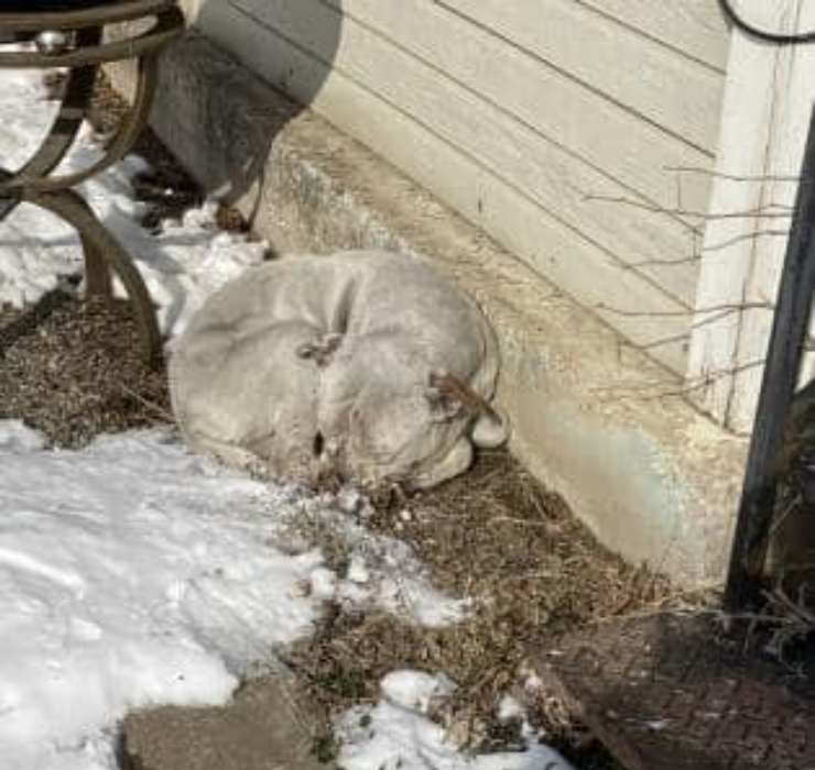 cane rannicchiato freddo neve