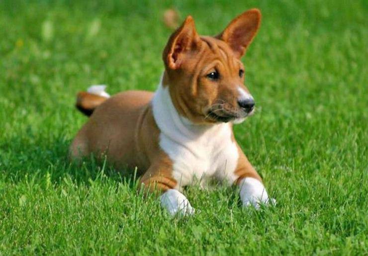 Cura del pelo del Basenji