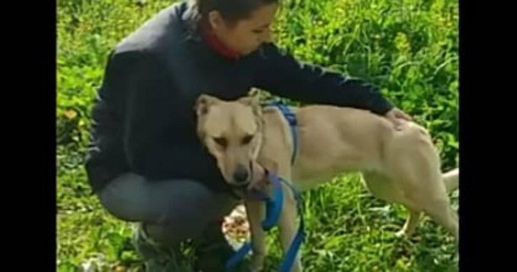 Il pitbull e la volontaria (foto video)