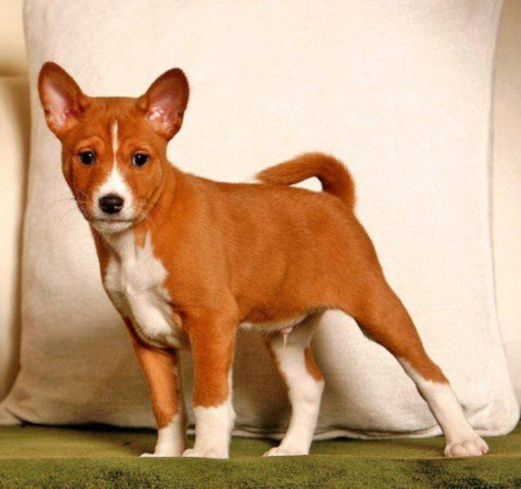 Curiosity about Basenji