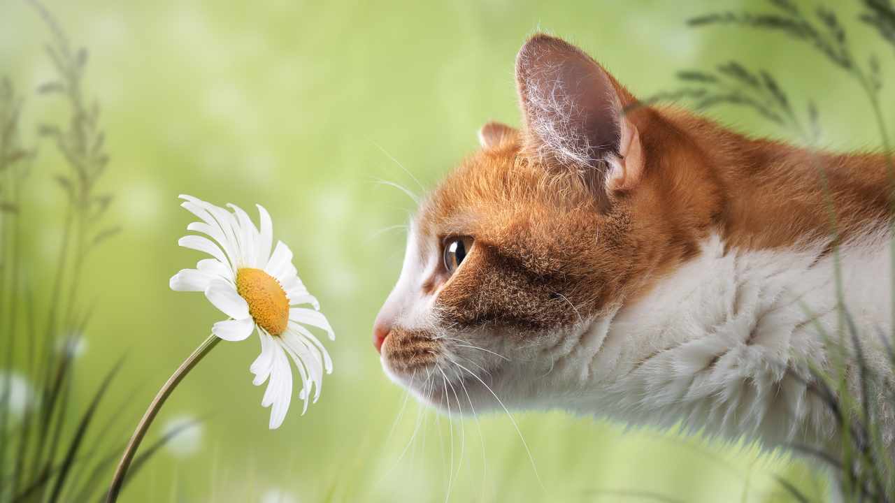 È più potente l'olfatto o l'udito del gatto?