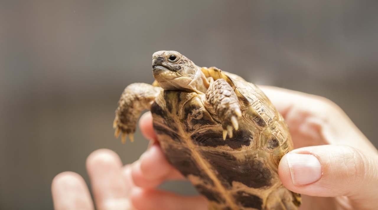 Obbligo microchip per la tartaruga di terra