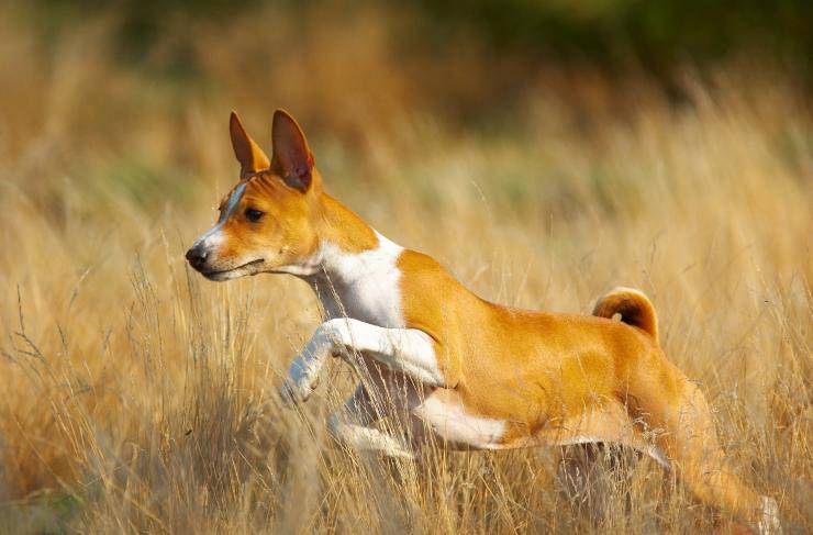 Razze compatibili col Basenji