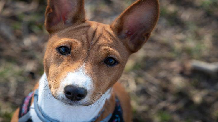 Curiosità sul Basenji