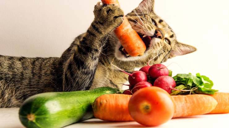 I gusti alimentari del gatto