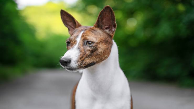 Malattie più comuni del Basenji