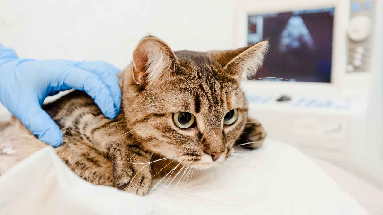 Ernia diaframmatica nel gatto