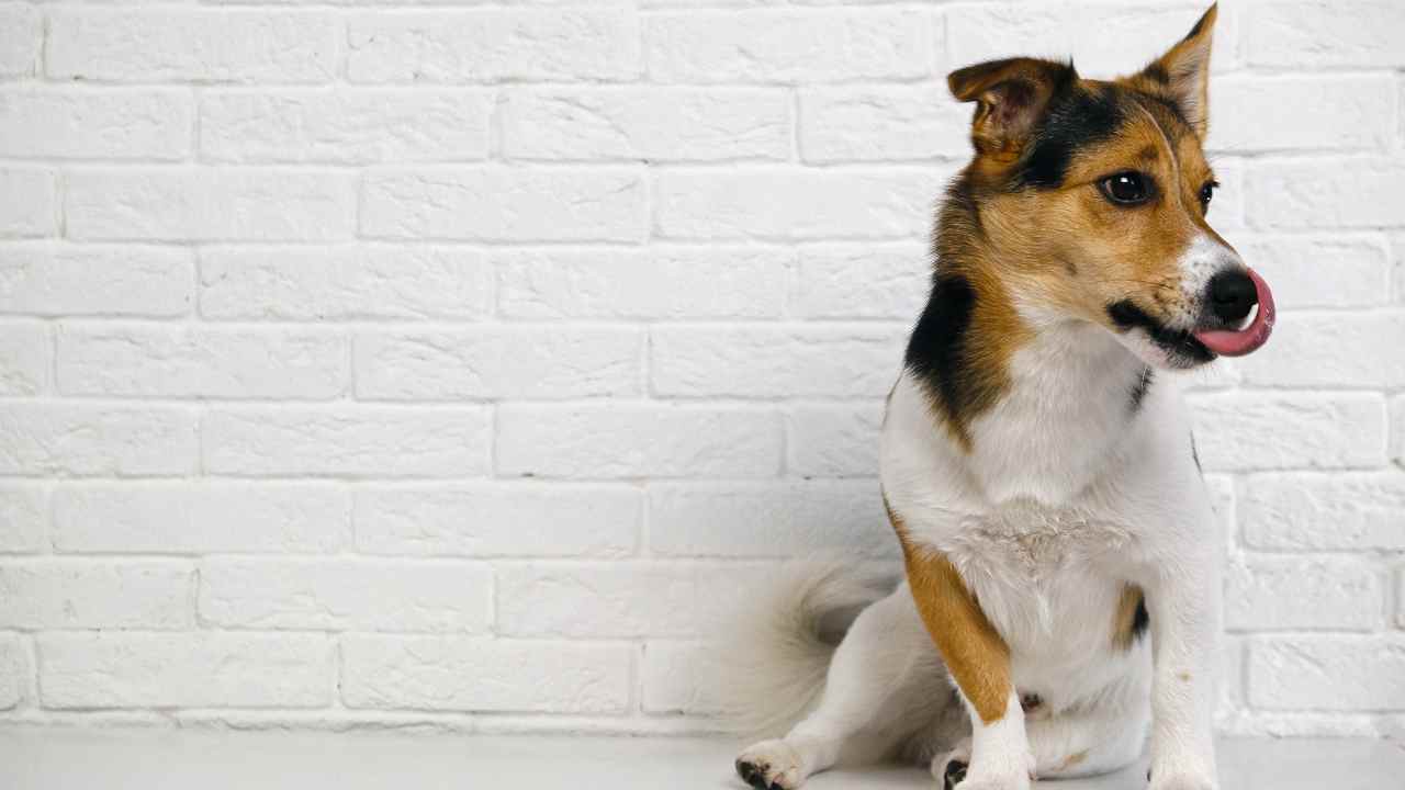 Perché il cane lecca il muro?