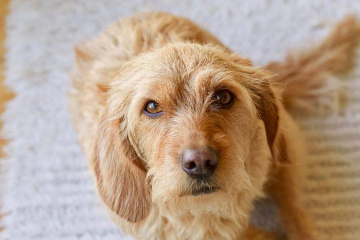 Malattie più comuni del Basset Fauve de Bretagne