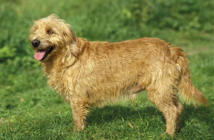 Razze compatibili col Basset Fauve de Bretagne