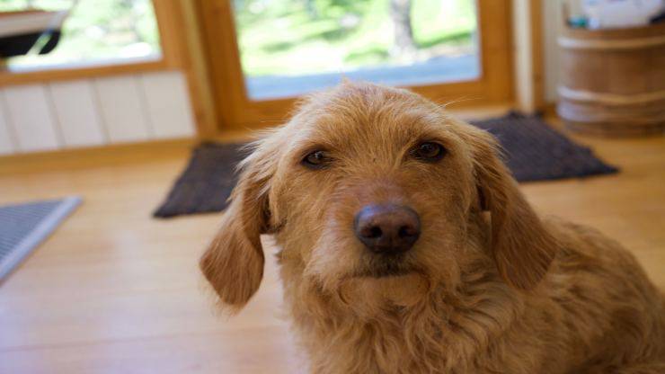 Malattie più comuni del Basset Fauve de Bretagne