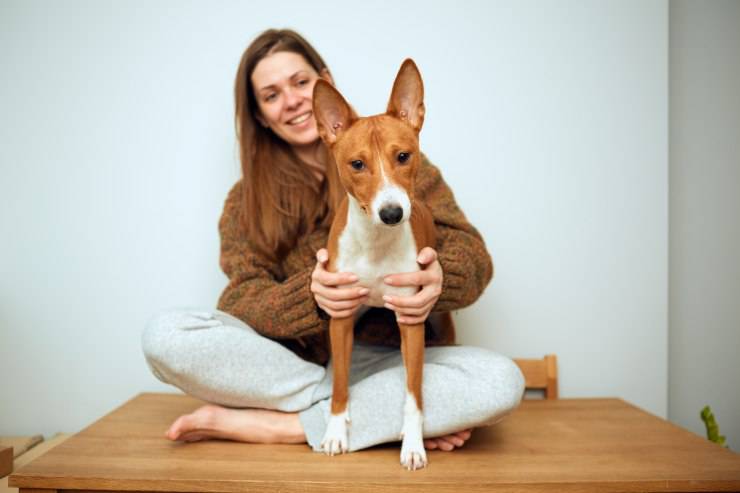 Adottare un Basenji