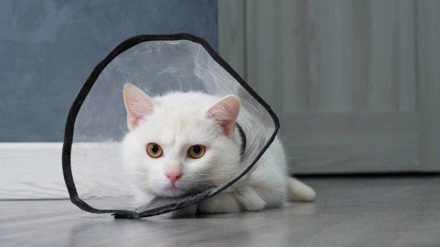 Collare Elisabettiano Per Gatti Fai Da Te