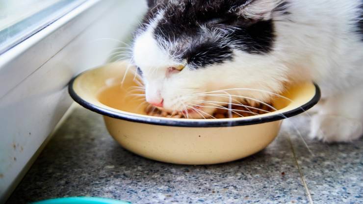 Riscaldare il cibo del gatto
