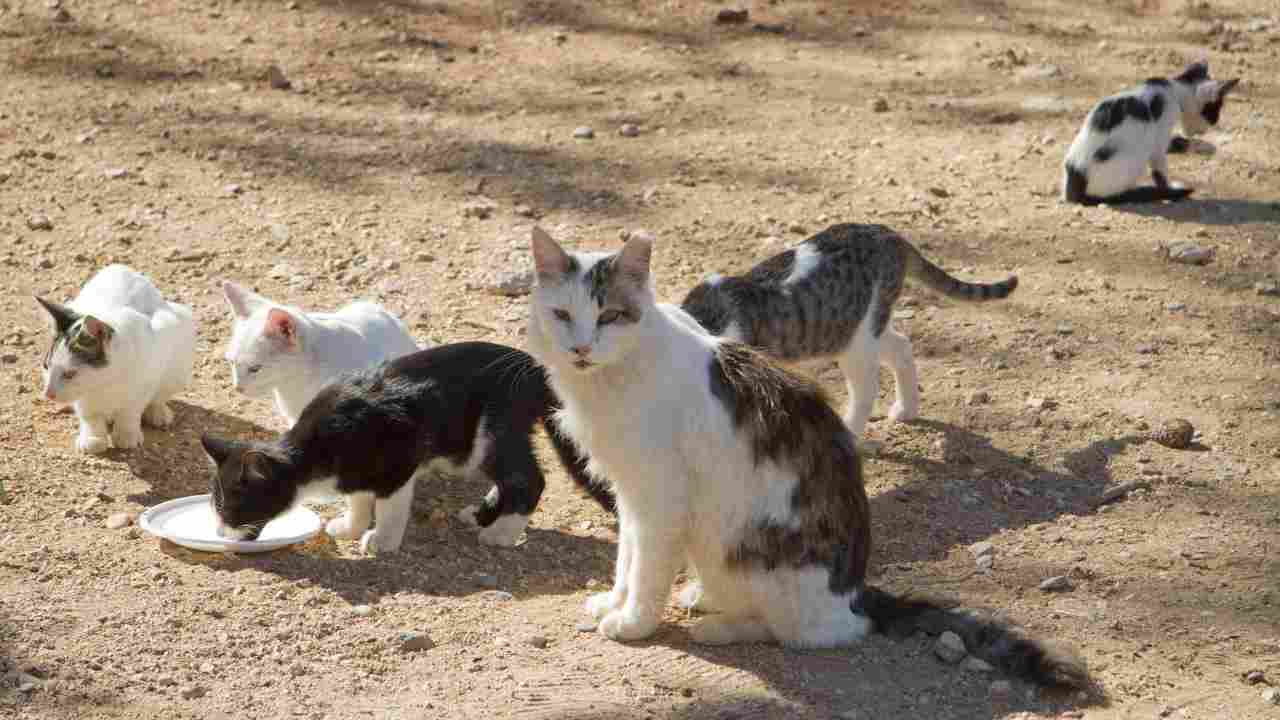 Gattili e colonie feline a confronto