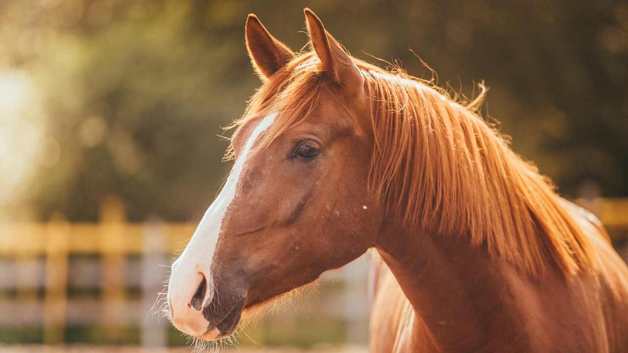 Endotossiemia nel cavallo