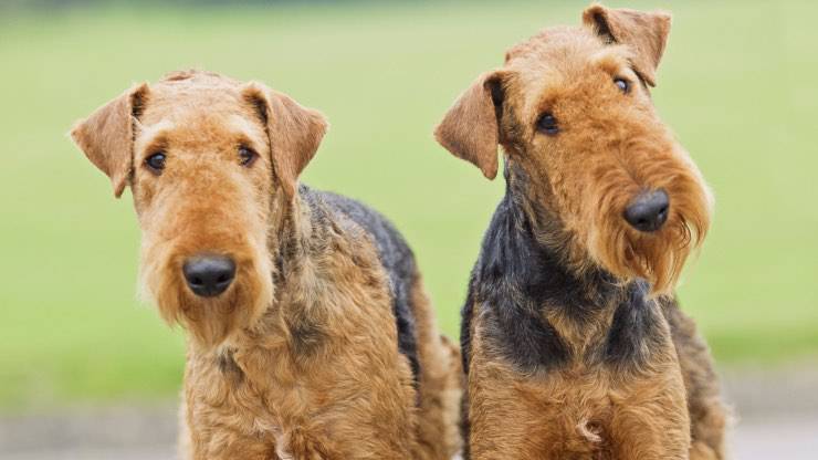 Adottare Airedale Terrier