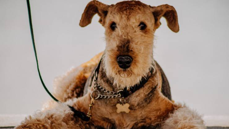 Airedale Terrier