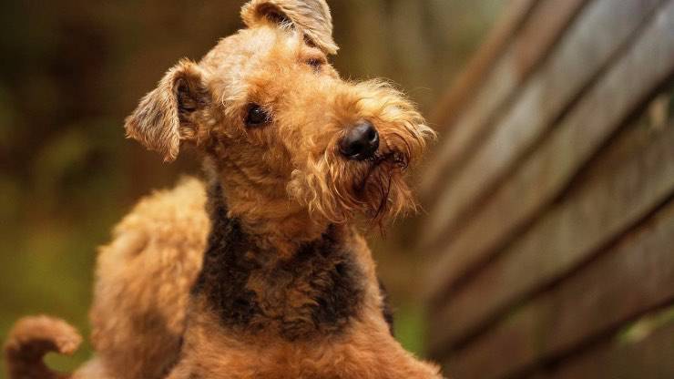 Adozione Airedale Terrier