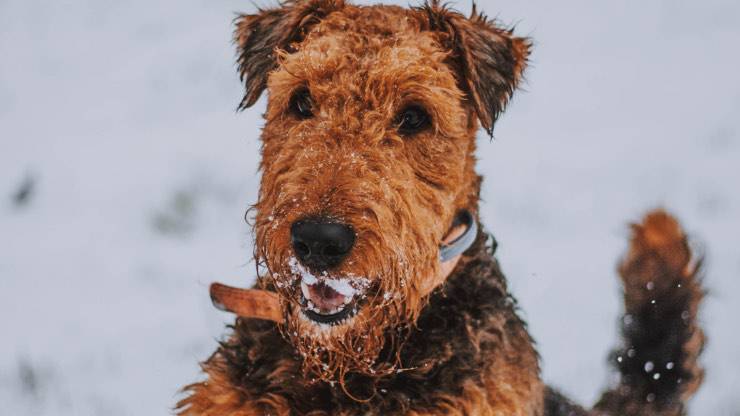 Dieta corretta Airedale Terrier