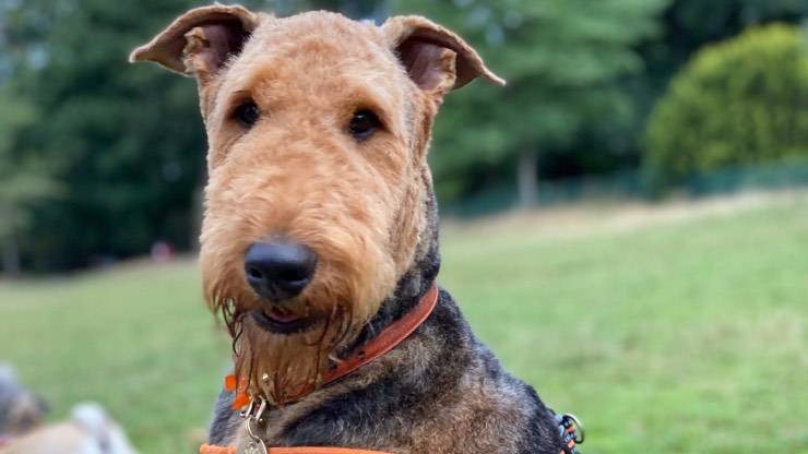 Airedale Terrier