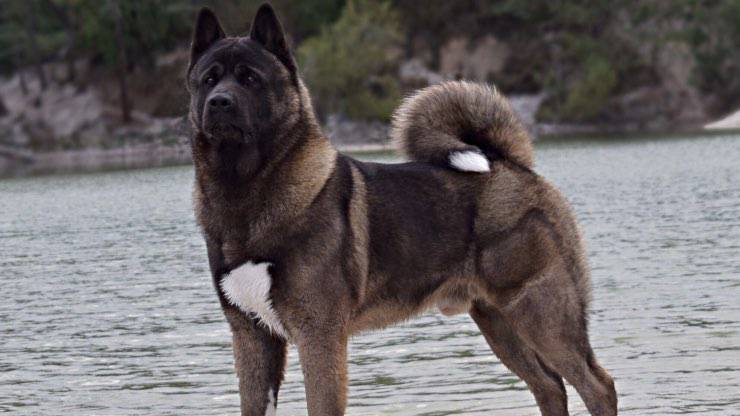 Akita Americano