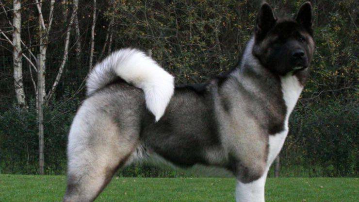 Razze di cani compatibili con l'Akita Americano