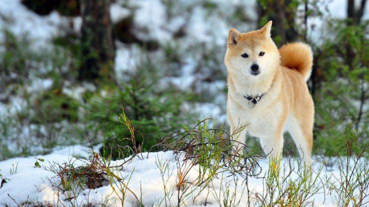 Dieta corretta per l'Akita