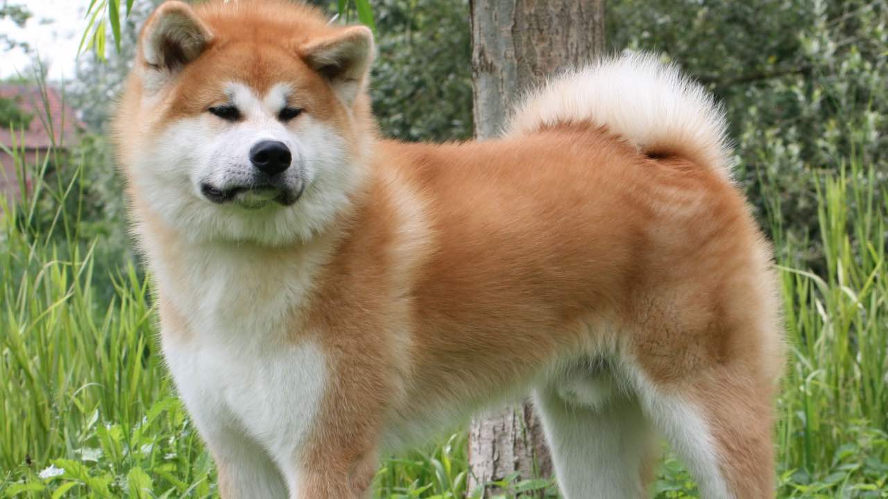 Copri Testata Letto Matrimoniale - Cotone Elasticizzato, Antipolvere, Decorazione Camera, 200cm