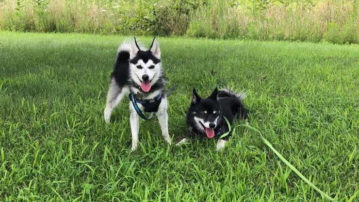 Razze di cani Compatibili Alaskan Klee Kais