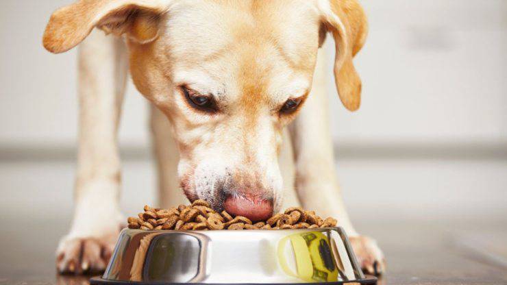 Alimenti monoproteici per il cane