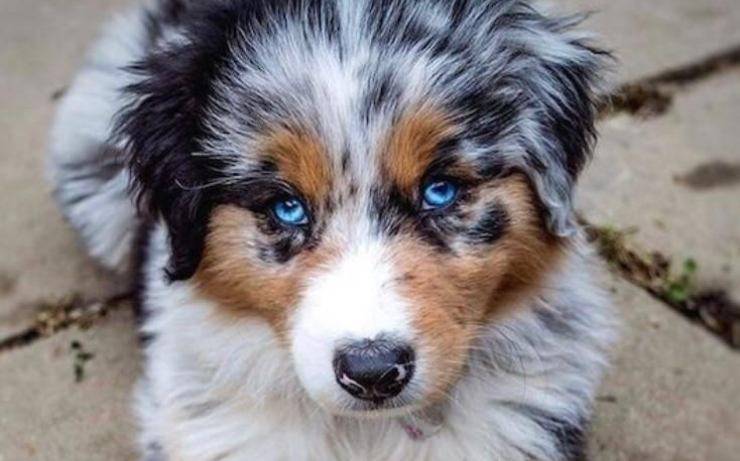 Australian Shepherds