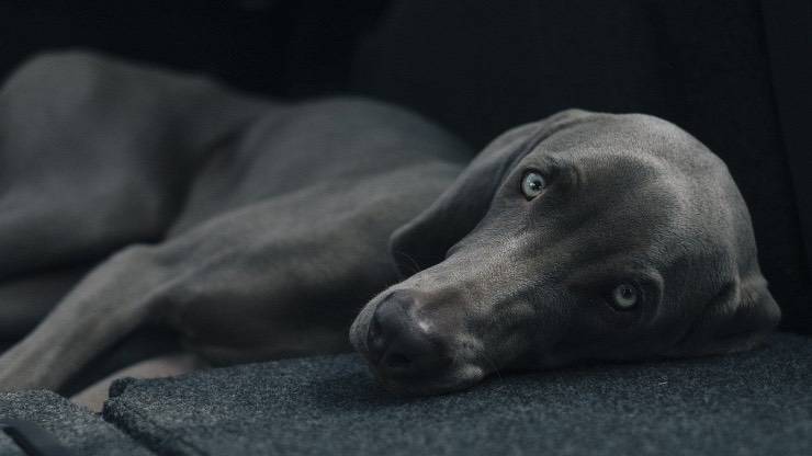 Avvelenamento da mercurio nel cane