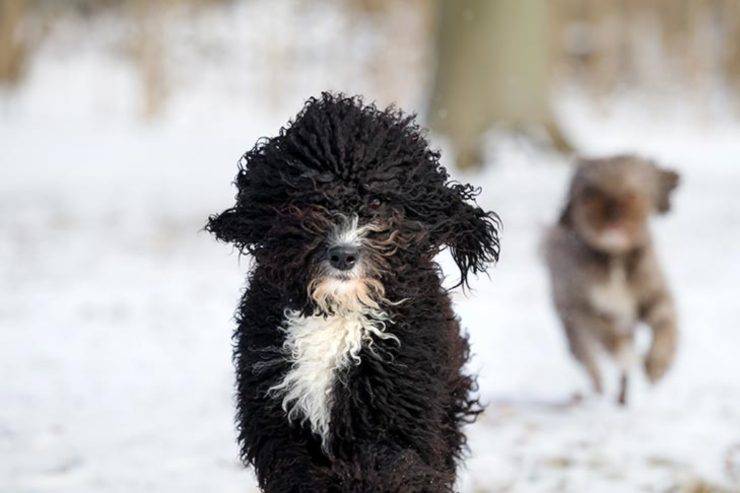 Barbet e altri cani