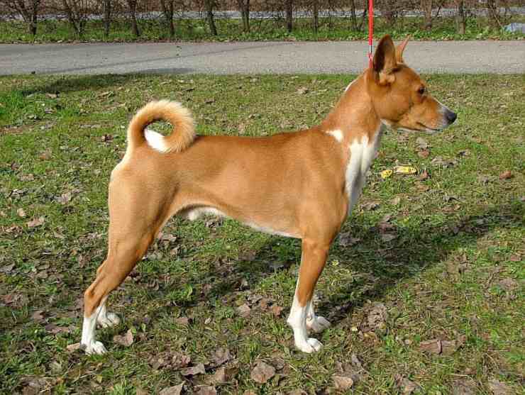 Cura del pelo del Basenji