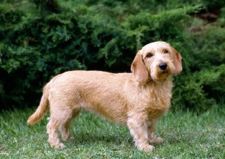 Alimentazione del Basset Fauve de Bretagne