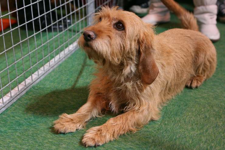 Alimentazione del Basset Fauve de Bretagne