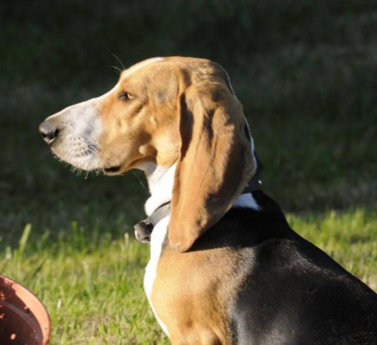 Alimentazione del Basset Artésien Normand