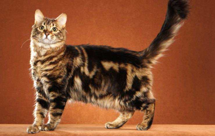 Bengal Longhair