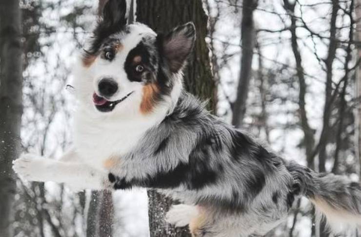 Border Collie