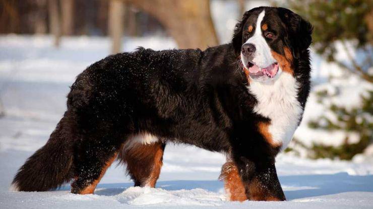 Bovaro del Bernese