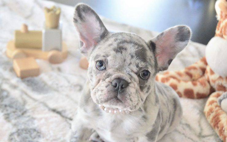 Bulldog Francese dal manto Merle