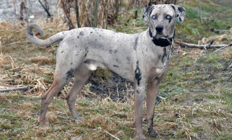 Catahoula Leopard