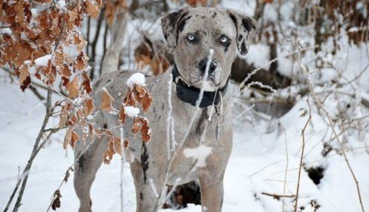 Catahoula Leopard