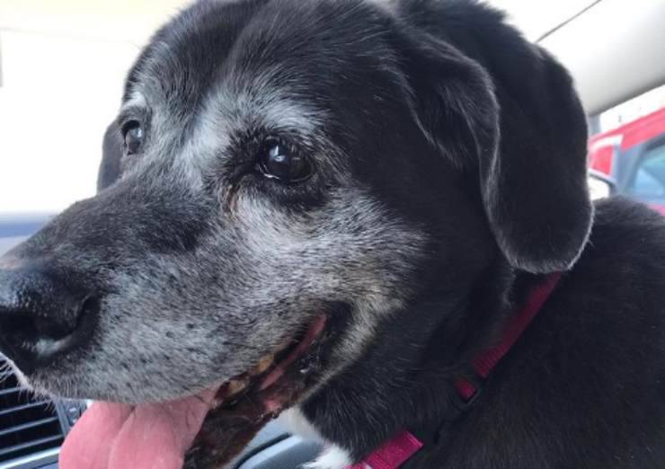 Il cane è morto e non ne vuole altri: la storia di un legame indissolubile