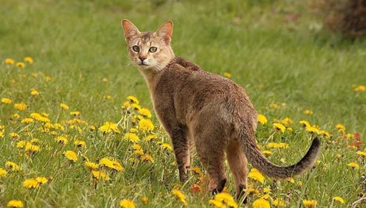 Chausie