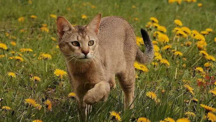 gatto Chausie